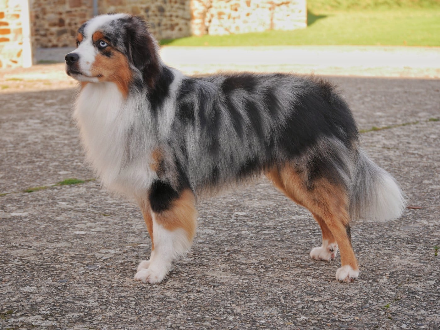 Publication : D'Asubakatchin Auteur : Asubakatchin