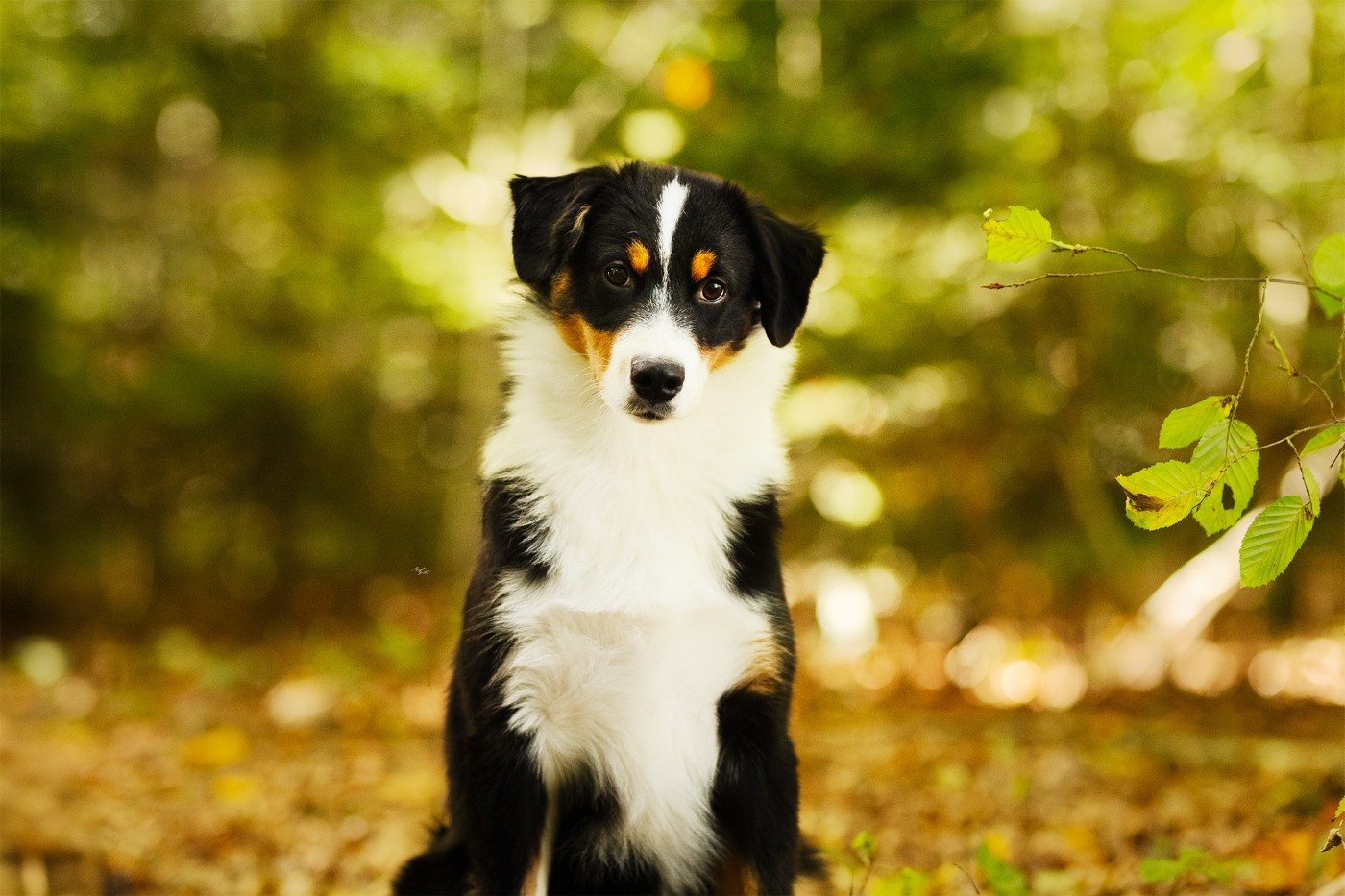 Publication : Du Clos De Belara 