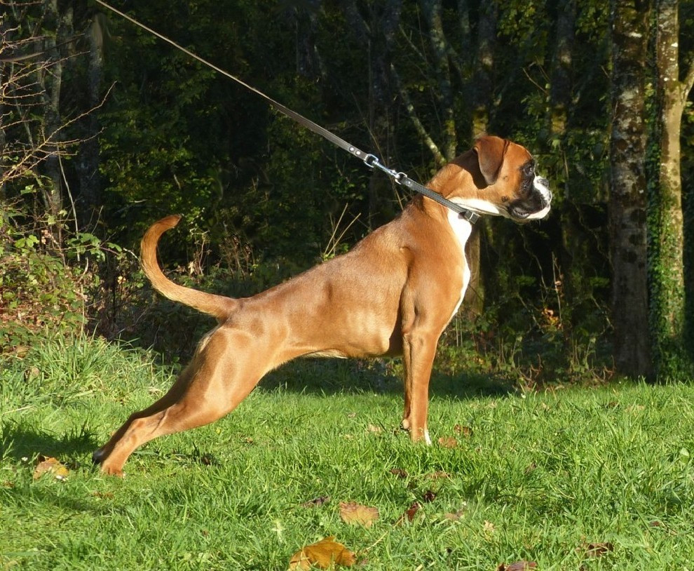 Publication : de kerdreoue izella