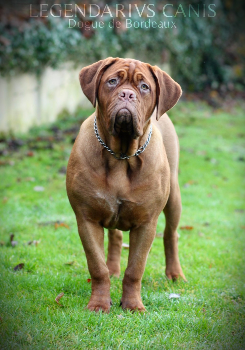 Publication : Legendarivs Canis 