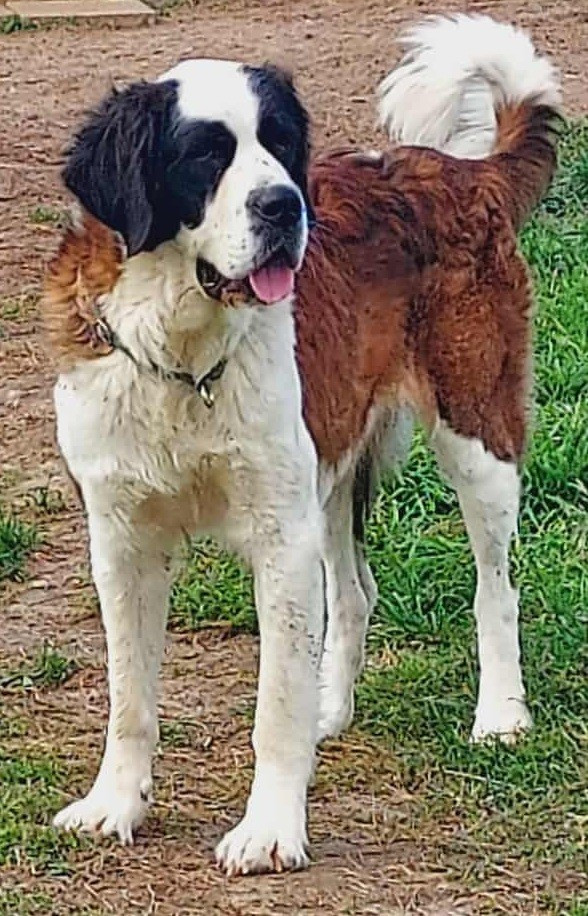 Publication : de la Boutinais Auteur : moi