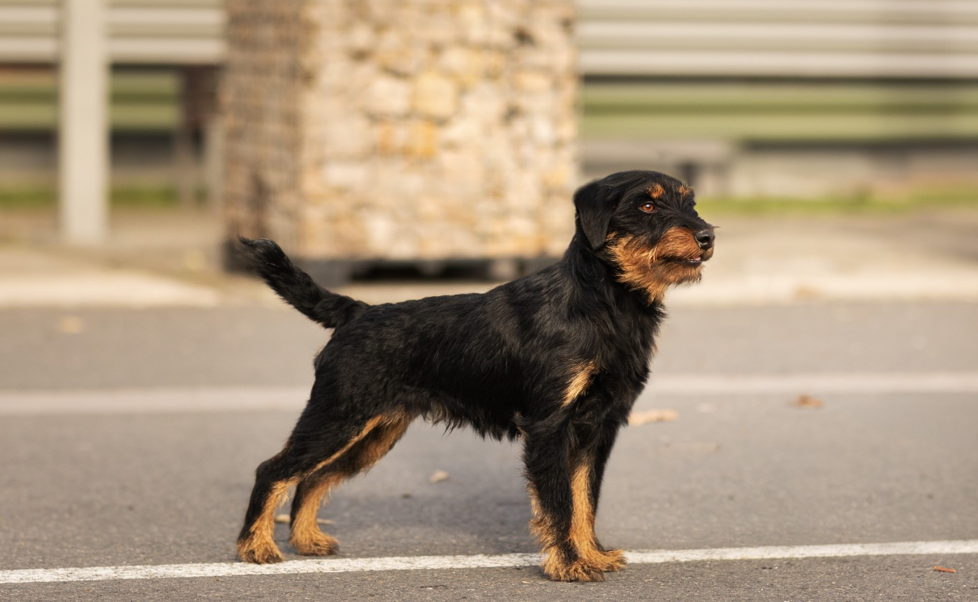 Publication : De Pech & Catmalou Auteur : catmalou