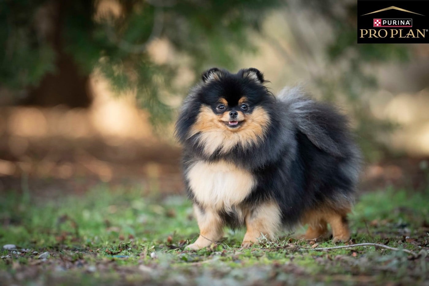 Publication : De La Casa Del Spitz 