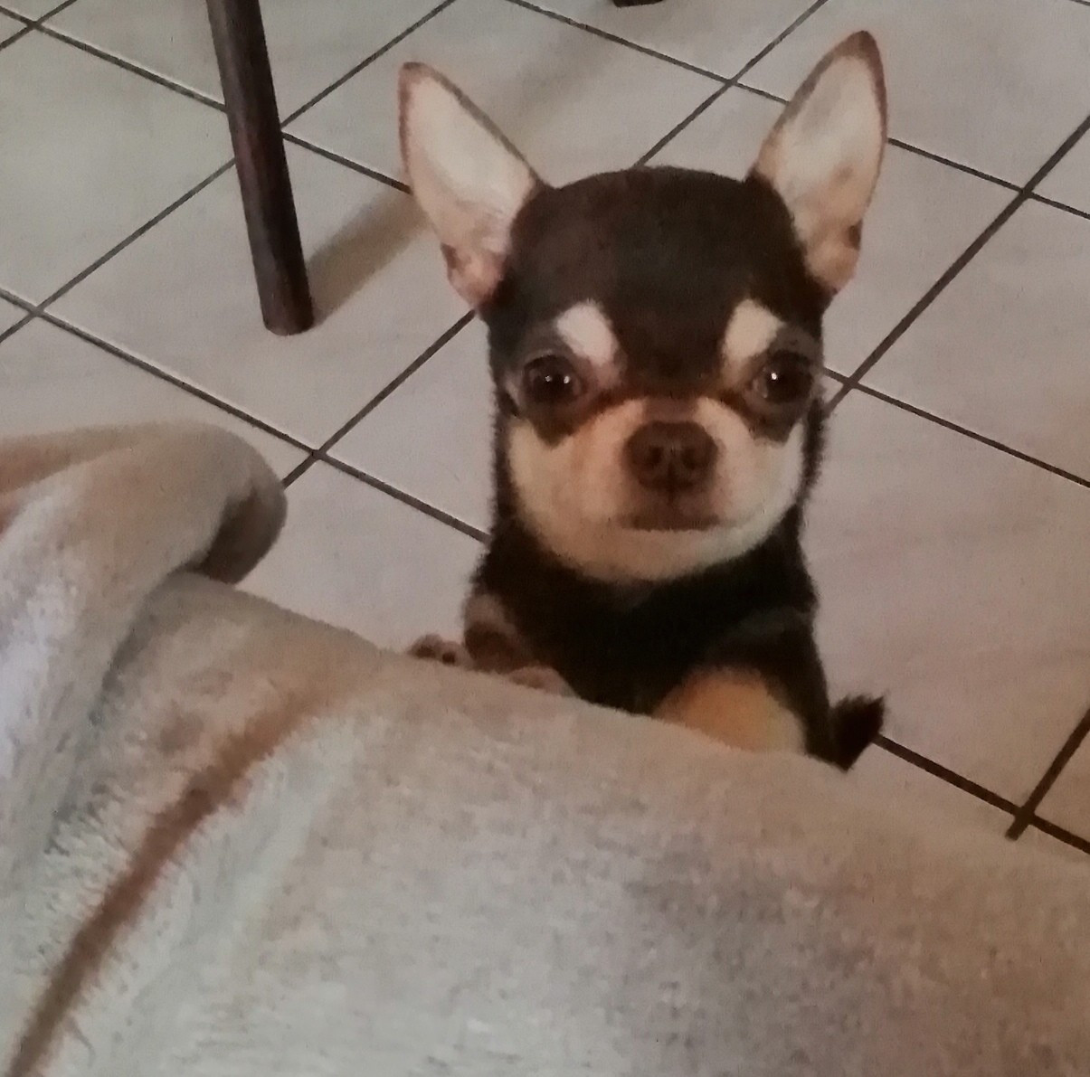 Publication : Du Moulin Des Petits Gringos