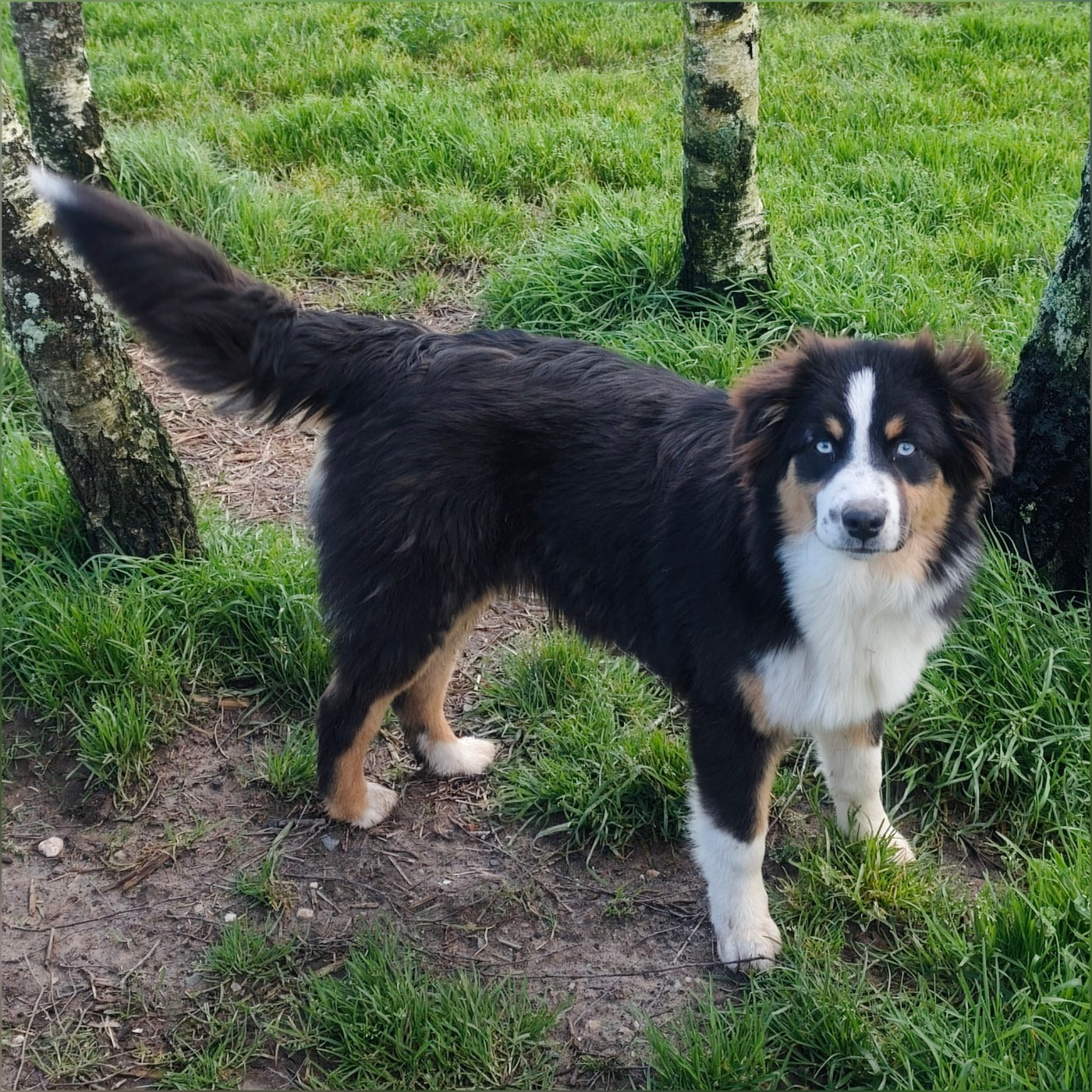 Publication : De La Cité Des Animaux