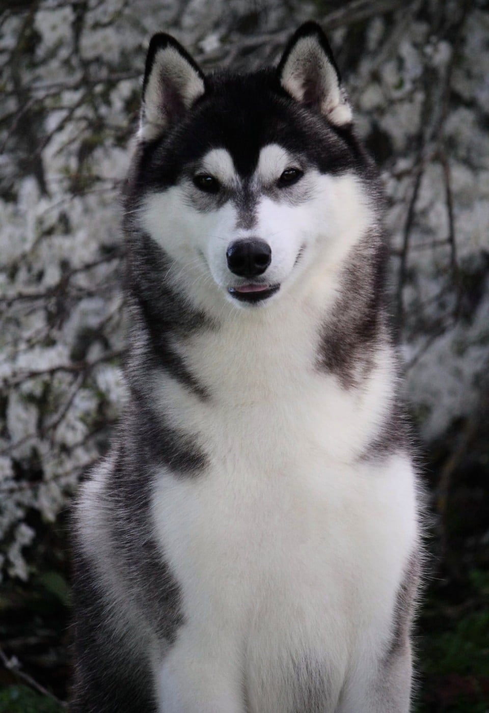 Valiant leif de Daybreak Northern