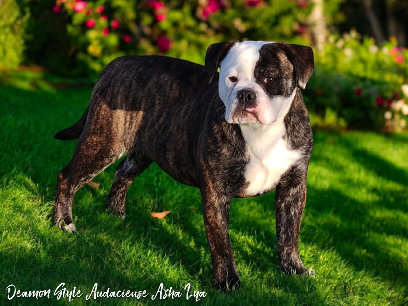 Publication : Deamon Style