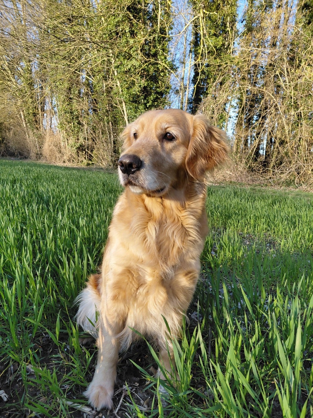 Publication : Du Bois Chenes Tauzains