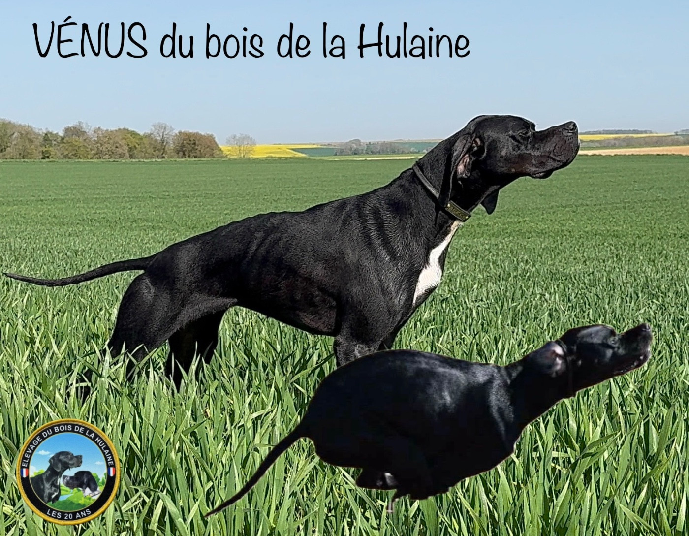 Publication : du bois de la Hulaine Auteur : PHILIPPE DUPAS