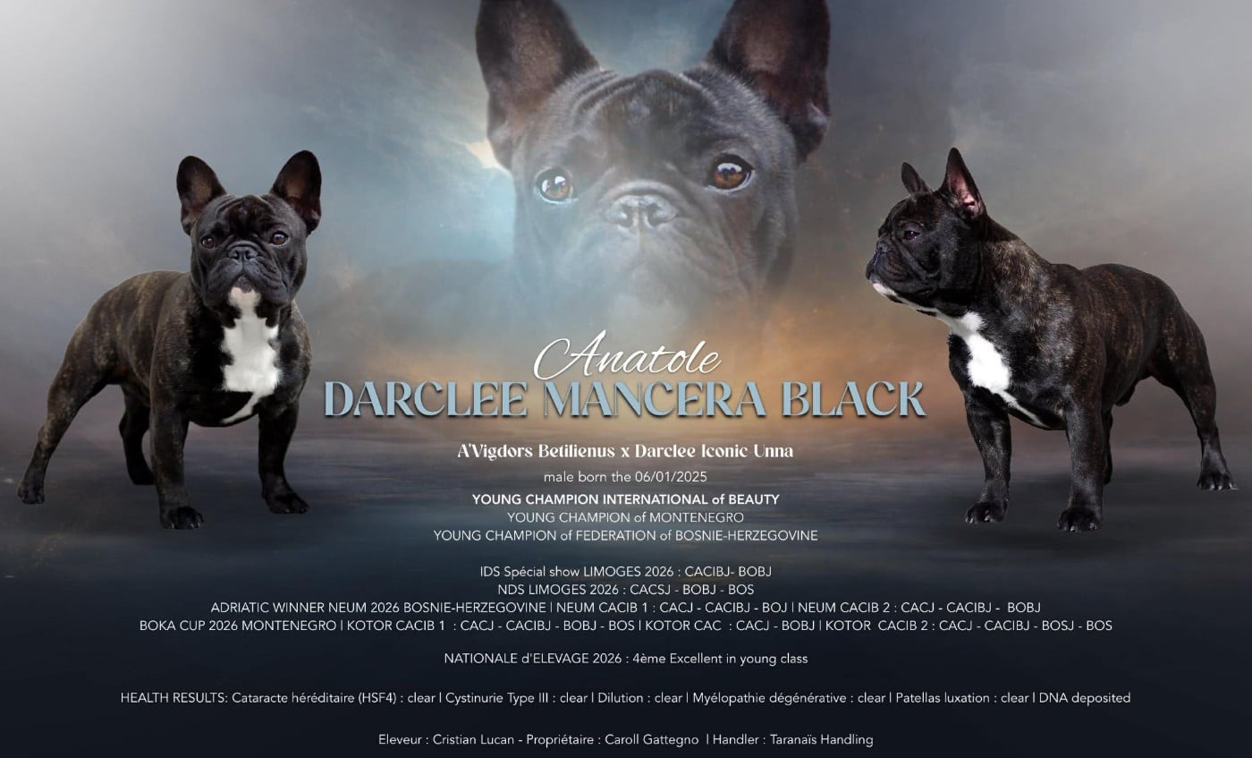 CH. darclee Mancera black anatole
