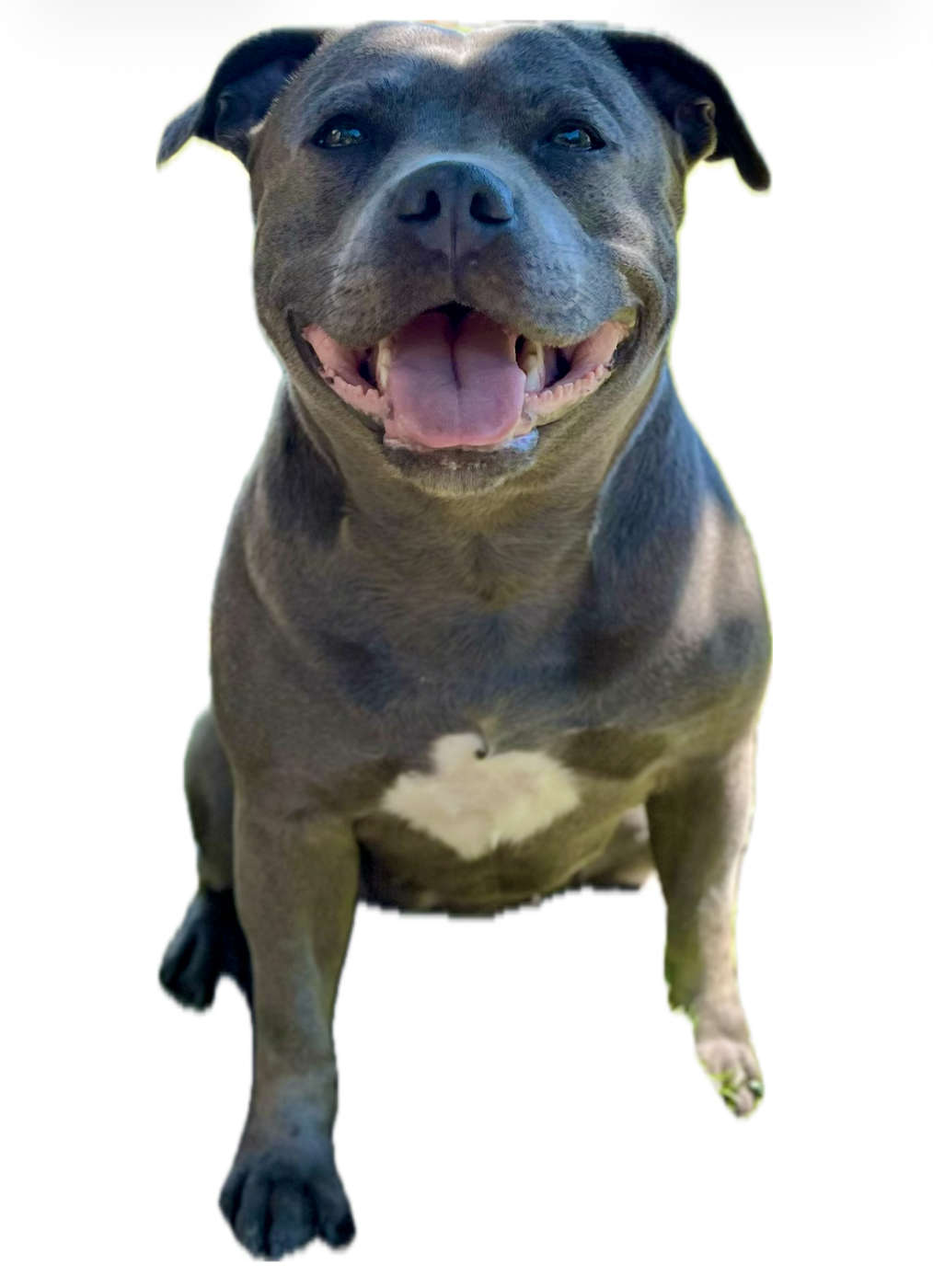 Publication : de la Confiance Canine AJS