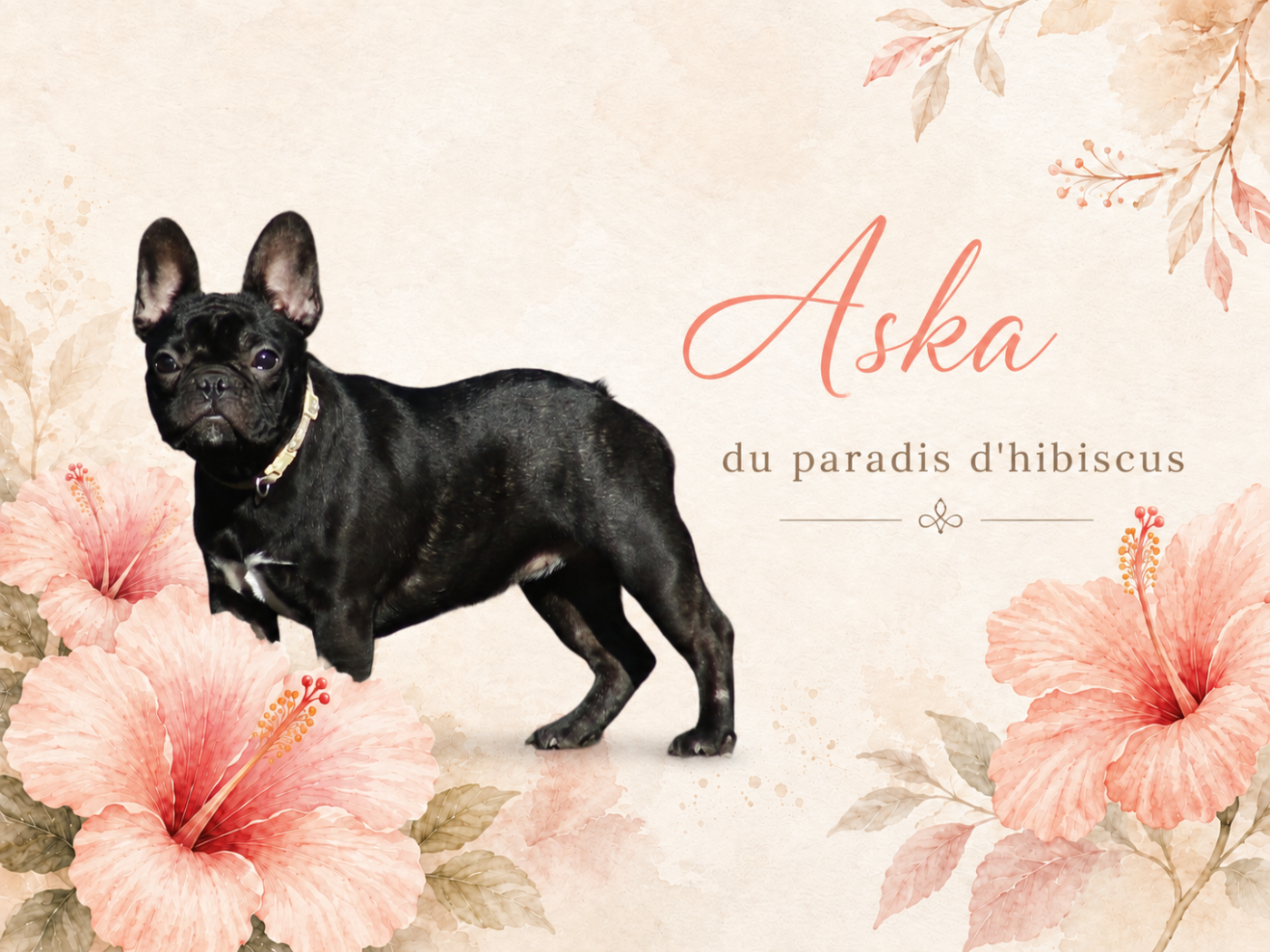 Publication : Du Paradis D'Hibiscus Auteur : RL