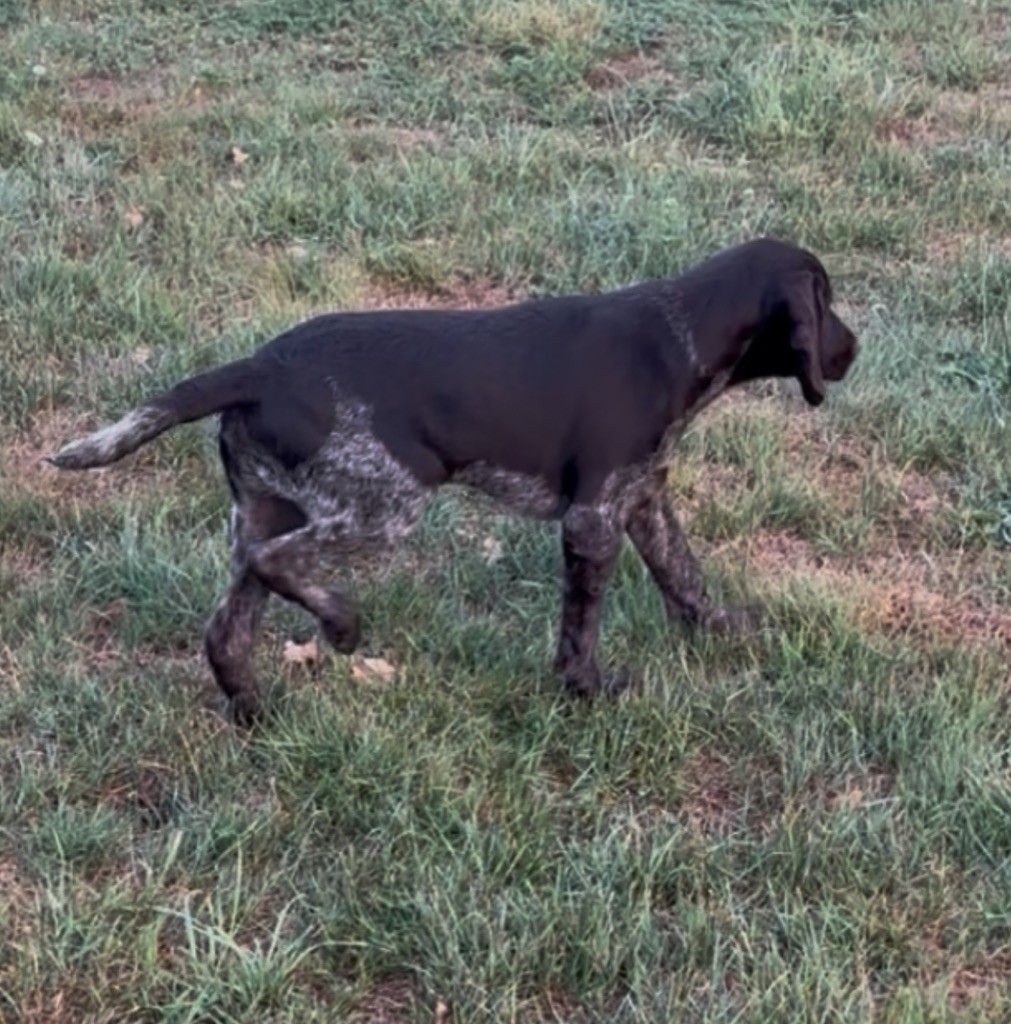 Publication : De La Colline De Montjuic 