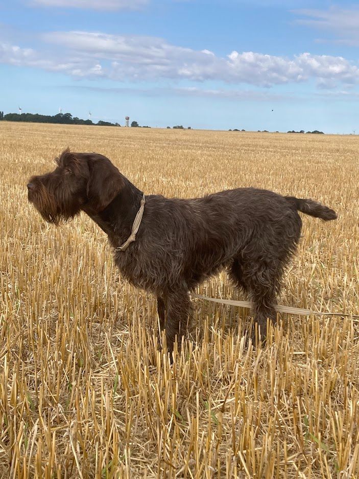 Publication : du clos Renaud 