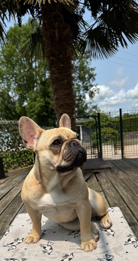 Publication : Domaine Des Boubous Des Terres Normandes 