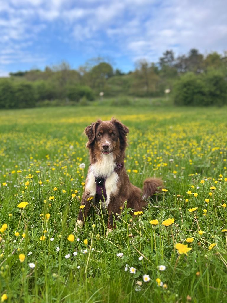 Publication : Aux Couleurs De Sépoura 