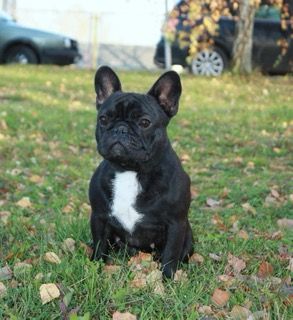Publication : De La Bouledomiere De Nesle Auteur : Karine Strizyk