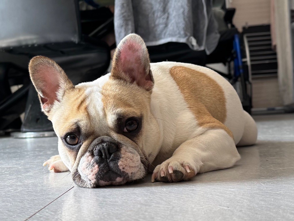 Publication : Domaine Des Boubous Des Terres Normandes