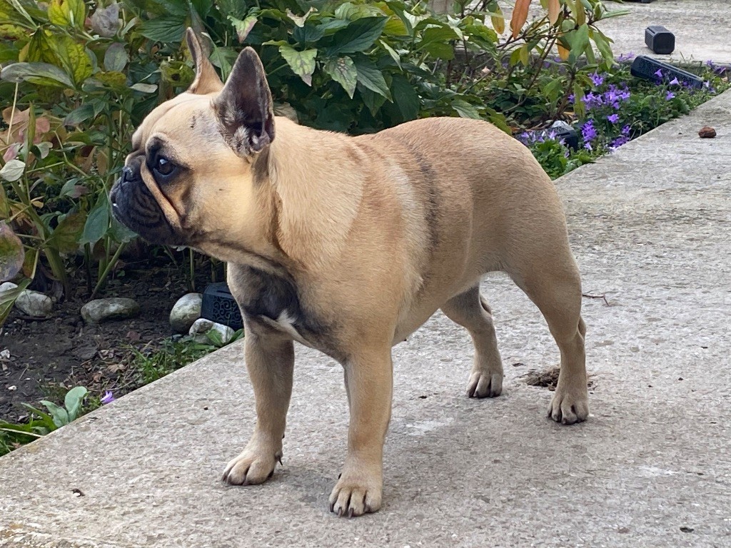 Publication : du square du p'tit quinquin Auteur : Rocchia pascale