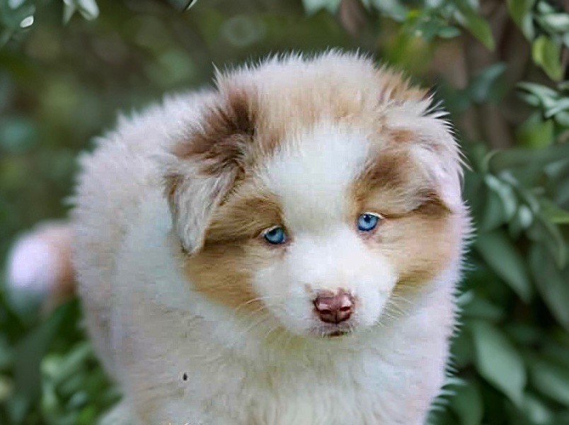 Publication : Des Plaines De Barbizon