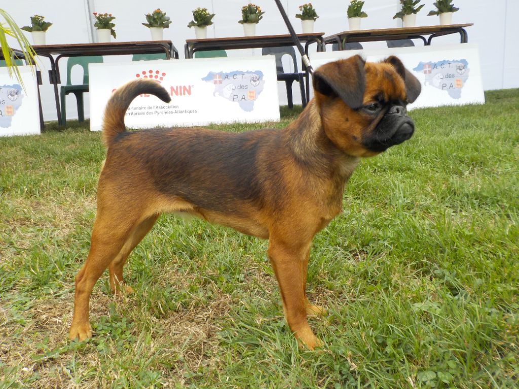 Publication : Du Privilège De Darwin Auteur : Clarisse Bellay