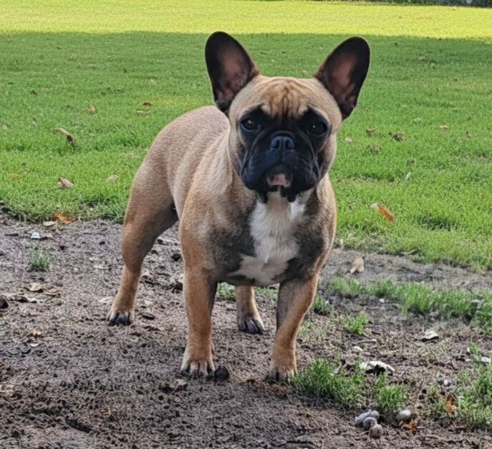 Publication : du clos des voinauds