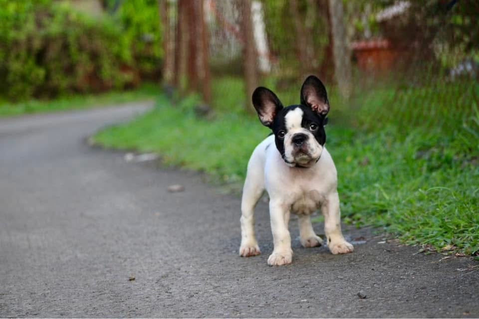 Publication : Mada’s Little Angel 