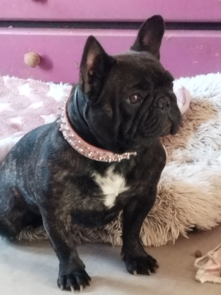 Publication : De La Bouledomiere De Nesle Auteur : Karine Strizyk