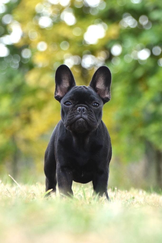 Publication : de l'Or Noir De Paris