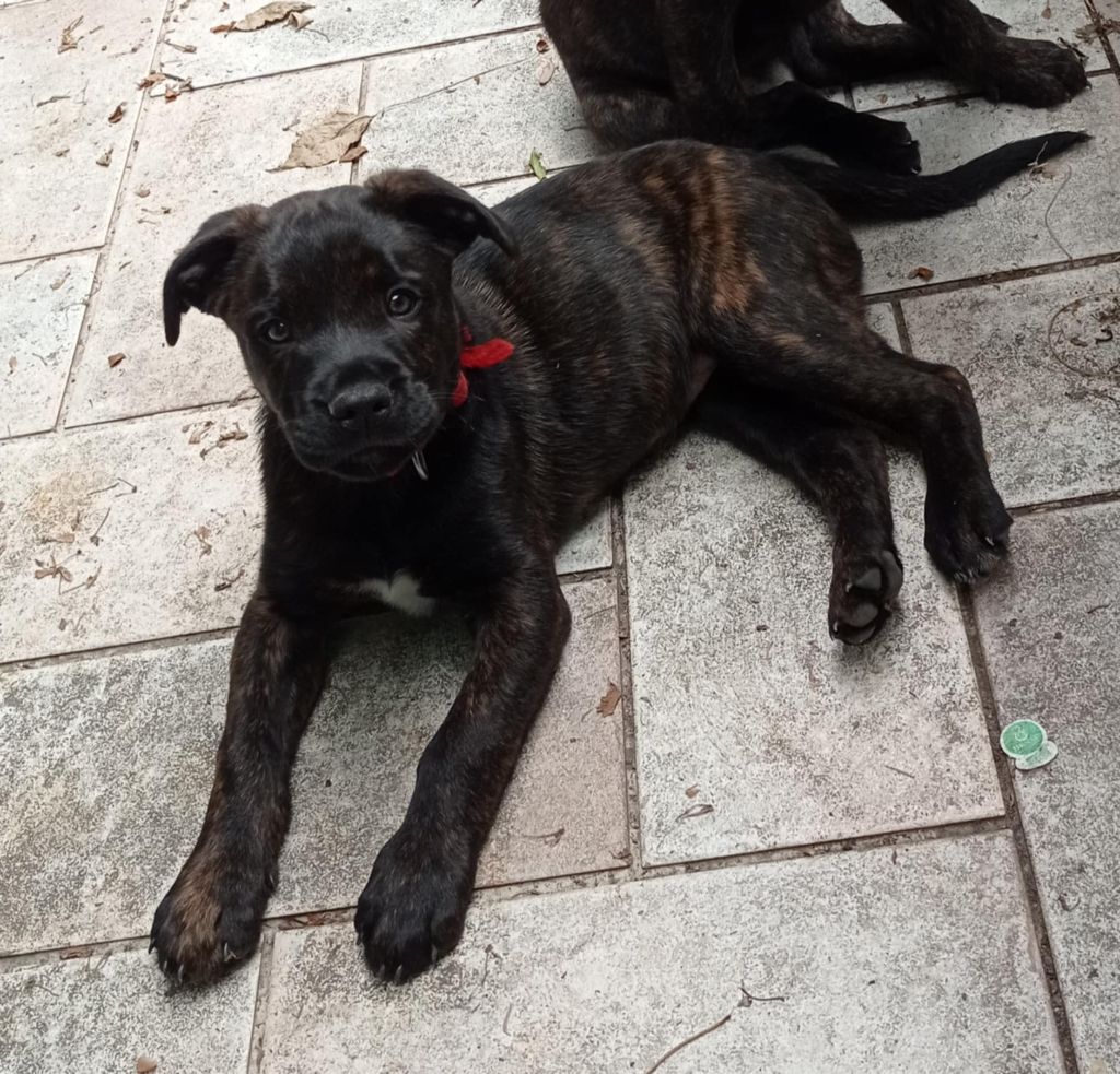 Publication : De Kerboizy 