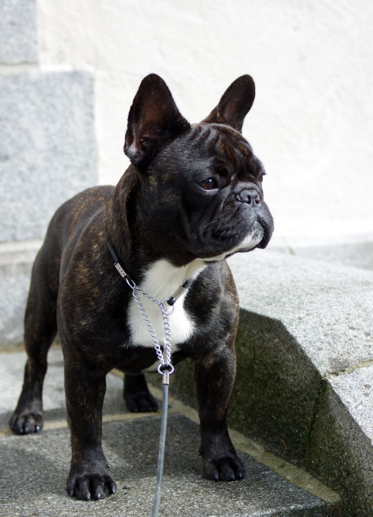 Publication : d'Iskandar Auteur : Caroll Gattegno