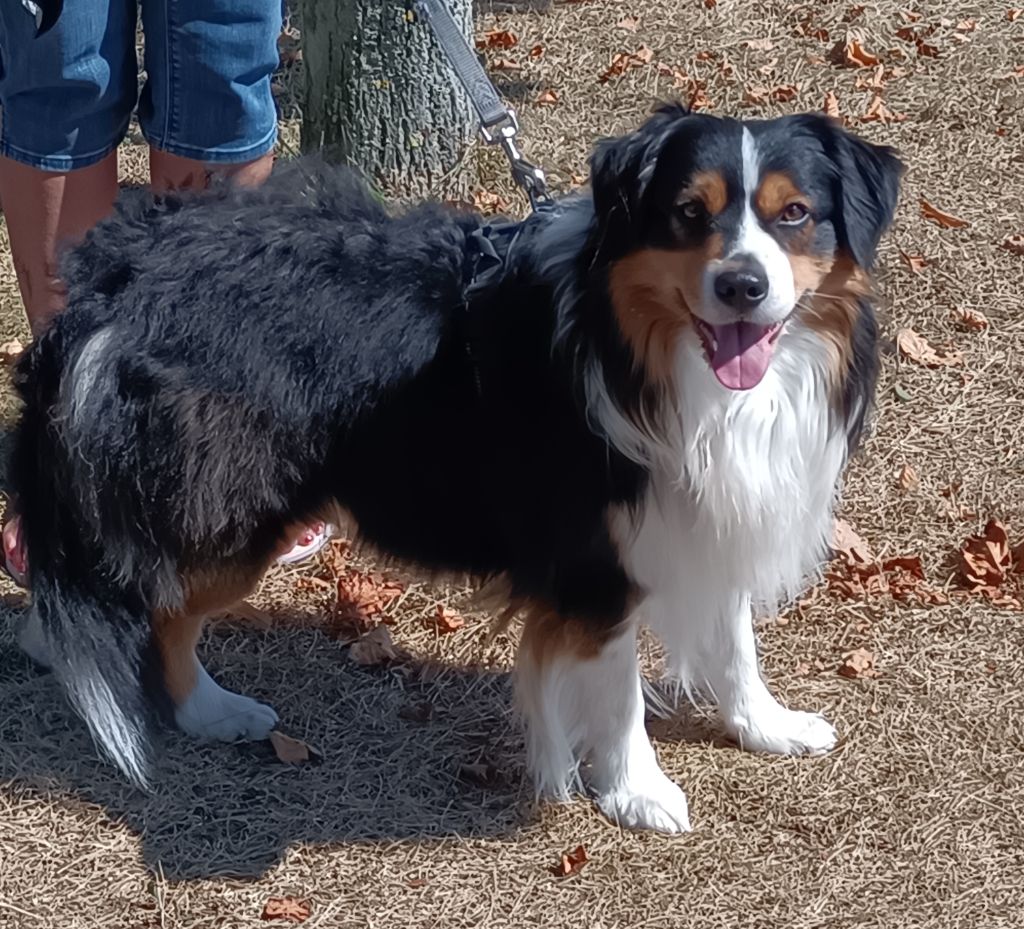 Publication : Des Onyx Du Mont Clair 