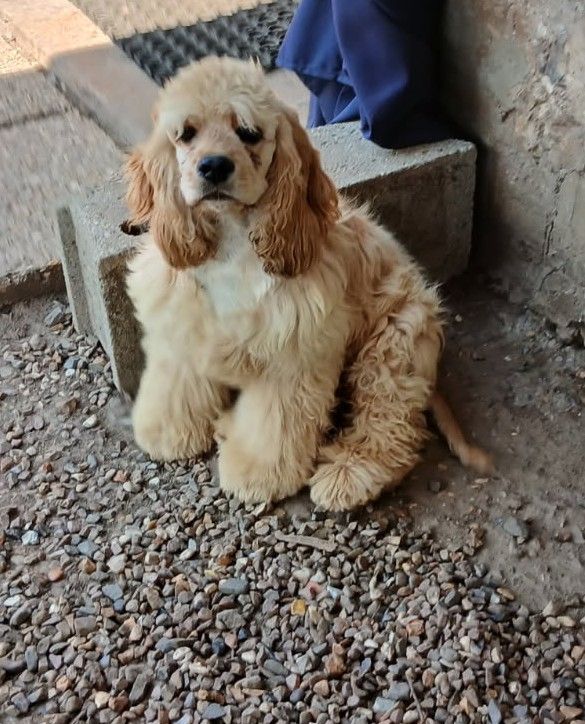 Publication : Du Trio Des Malous Auteur : le trio des malous (Monsieur Fay