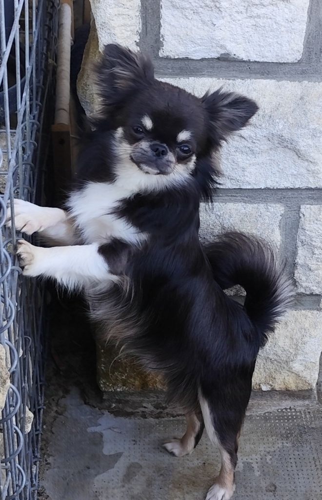 Publication : Les Chichis D Antoinette 