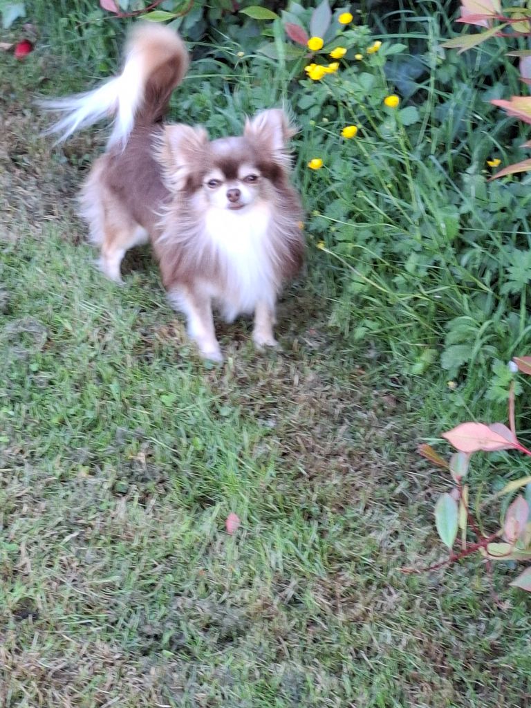 Publication : Des Anges Du Clos Leger 