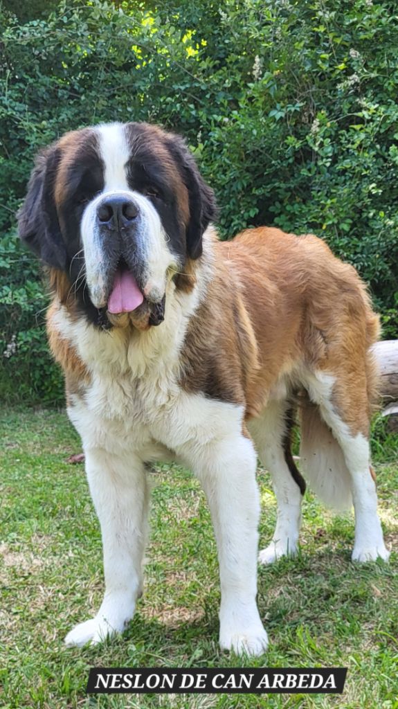 CH. Nelson de can arbeda