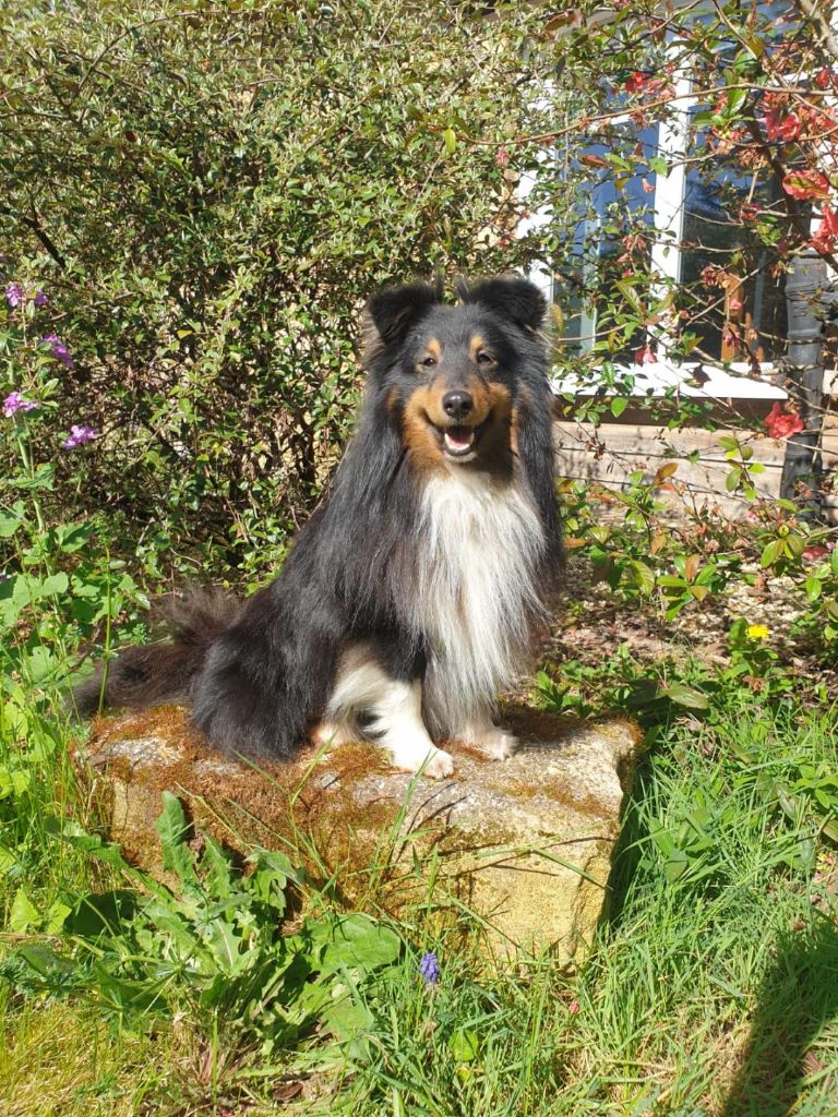 Publication : Les Ecuries des Shelties de Zahrat