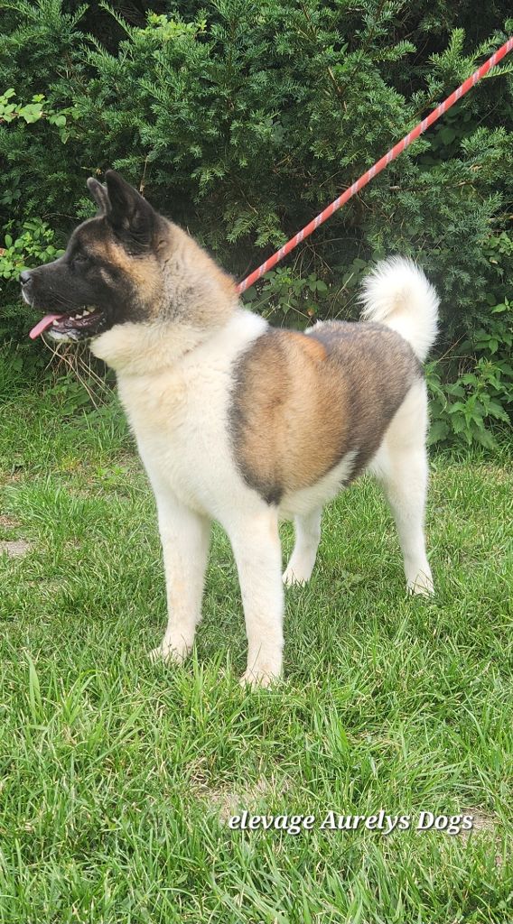 Publication : Aurely's Dogs 