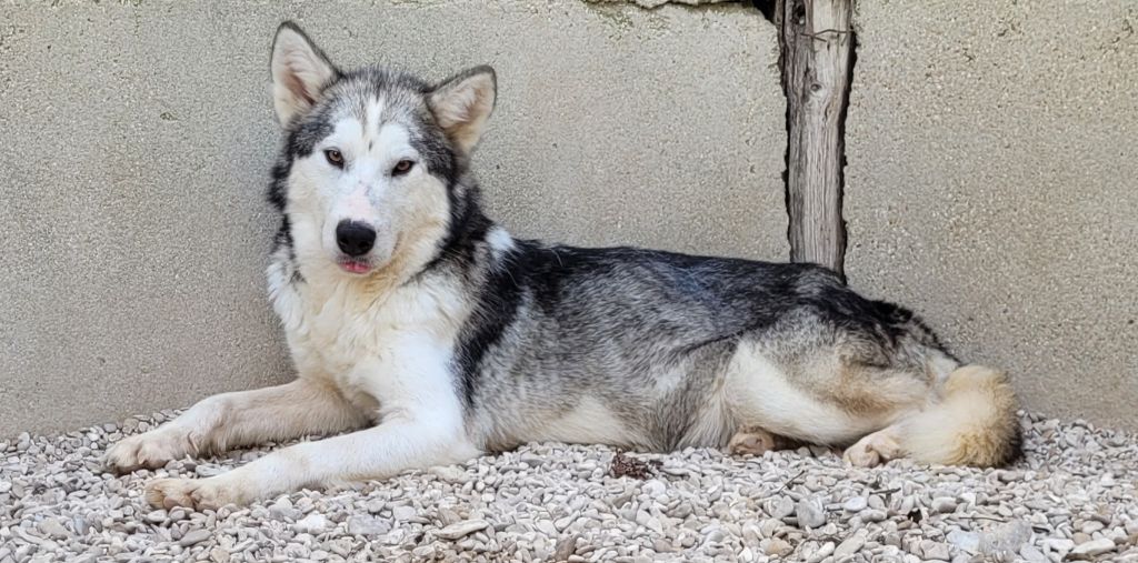 Publication : Des marais de courmont Auteur : Pat