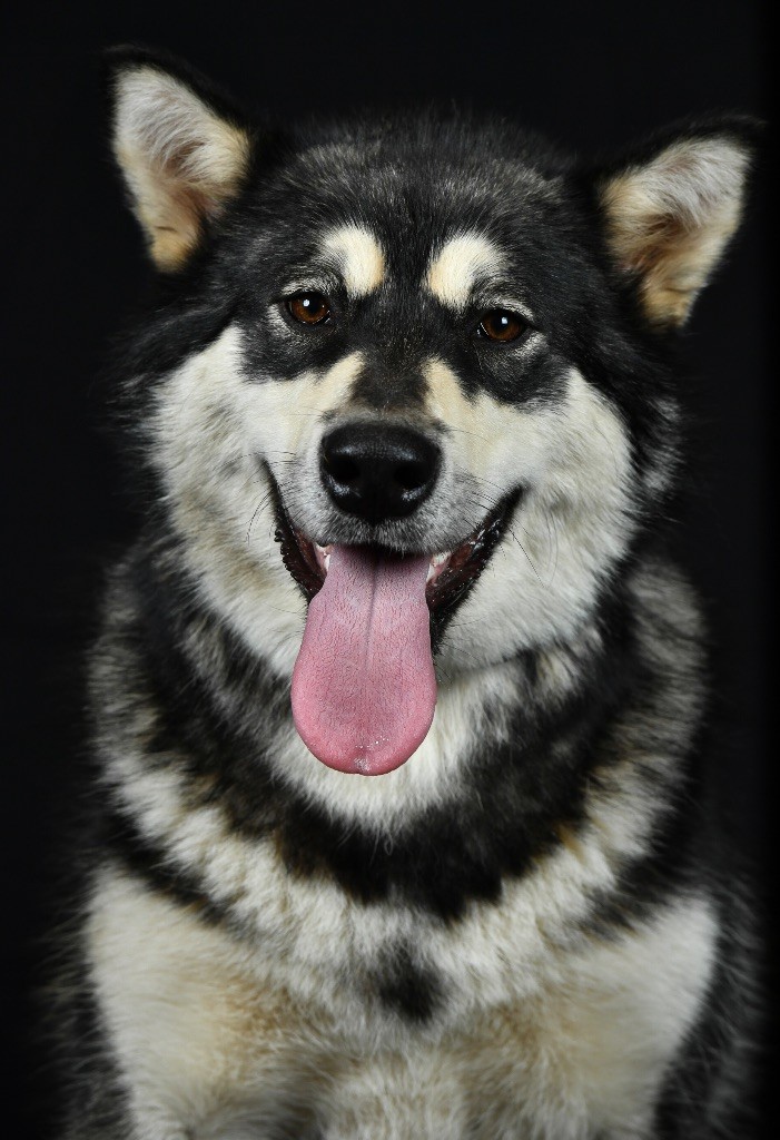 Publication : Les Loups Des Outsky 