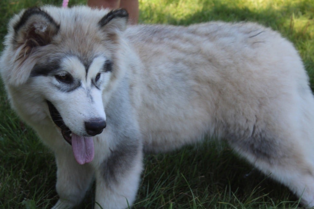 Publication : Royal Fluffy 