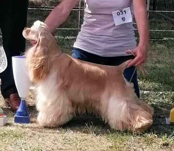 Publication : Du Domaine De Sault