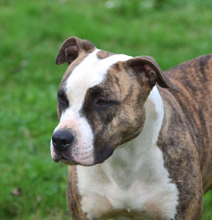 Publication : Dreams Maker's Auteur : Dreams maker's