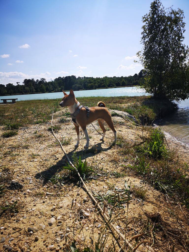 Publication : (Sans Affixe) 