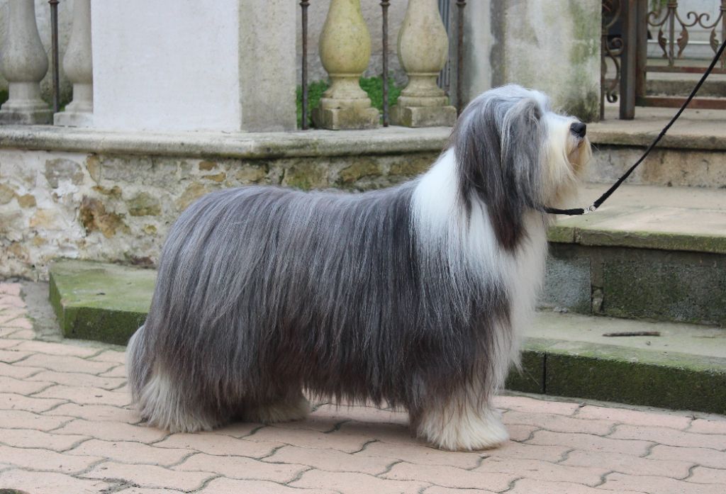 Publication : de la Tour Mélusine Auteur : JMBB