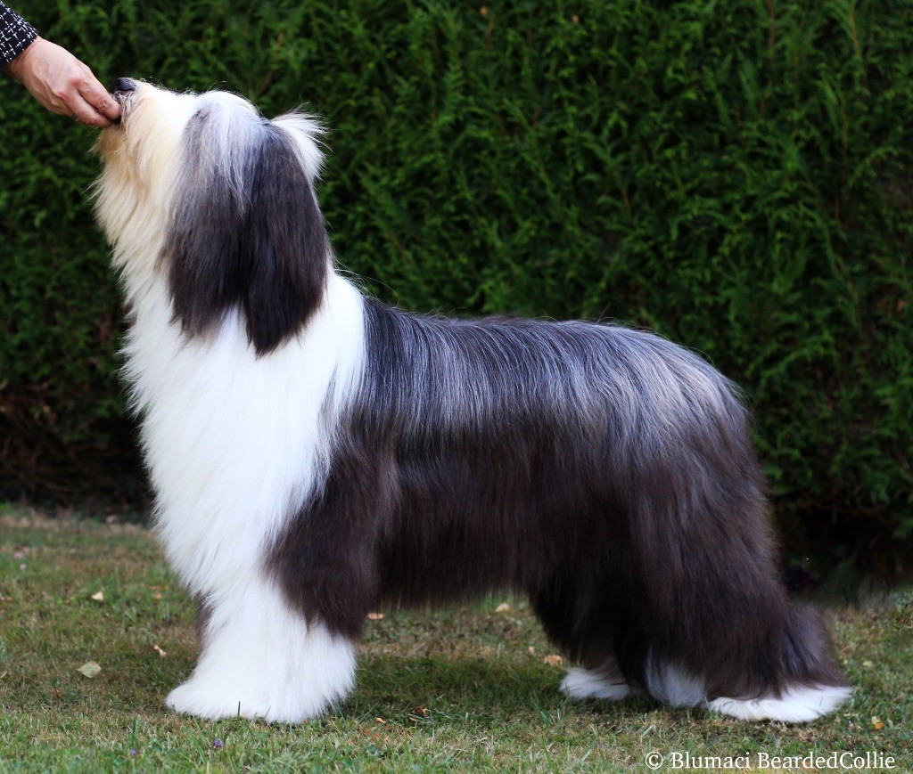 Publication : Blumaci 