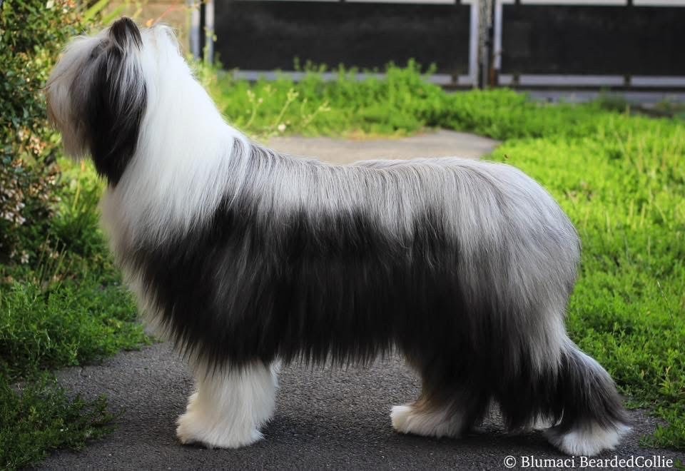 Publication : Blumaci 