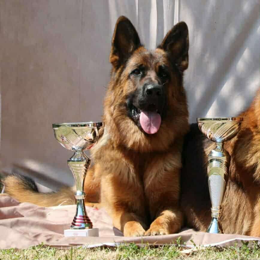 Publication : Des Seigneurs Du Clain 