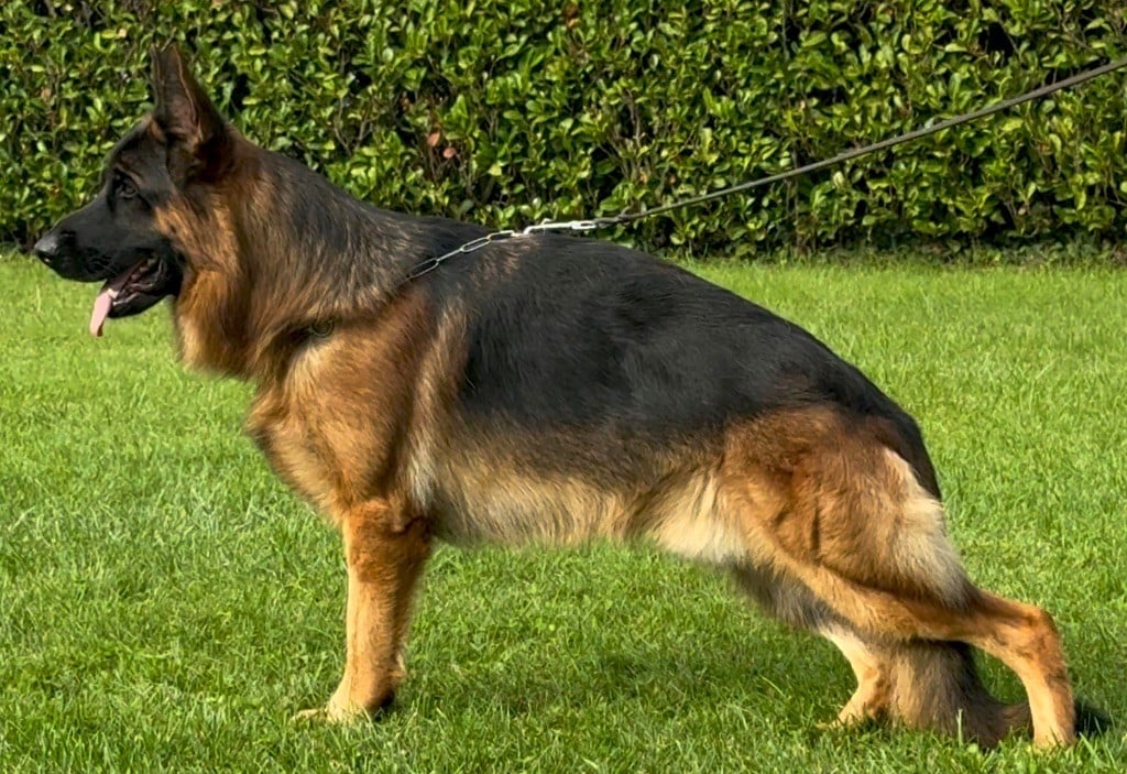 Publication : Du mazet des salins Auteur : Mazet des Salins