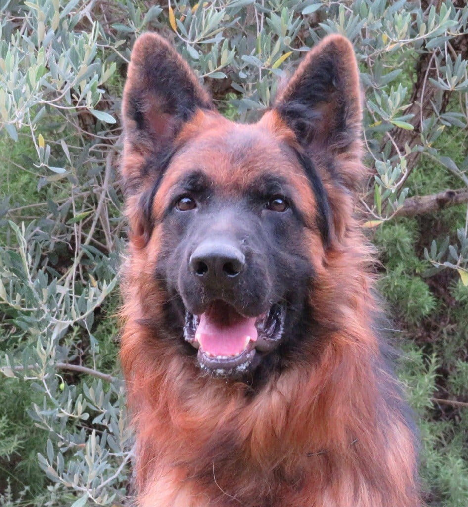 Publication : De L'empreinte De Bacchus Auteur : P ROQUES